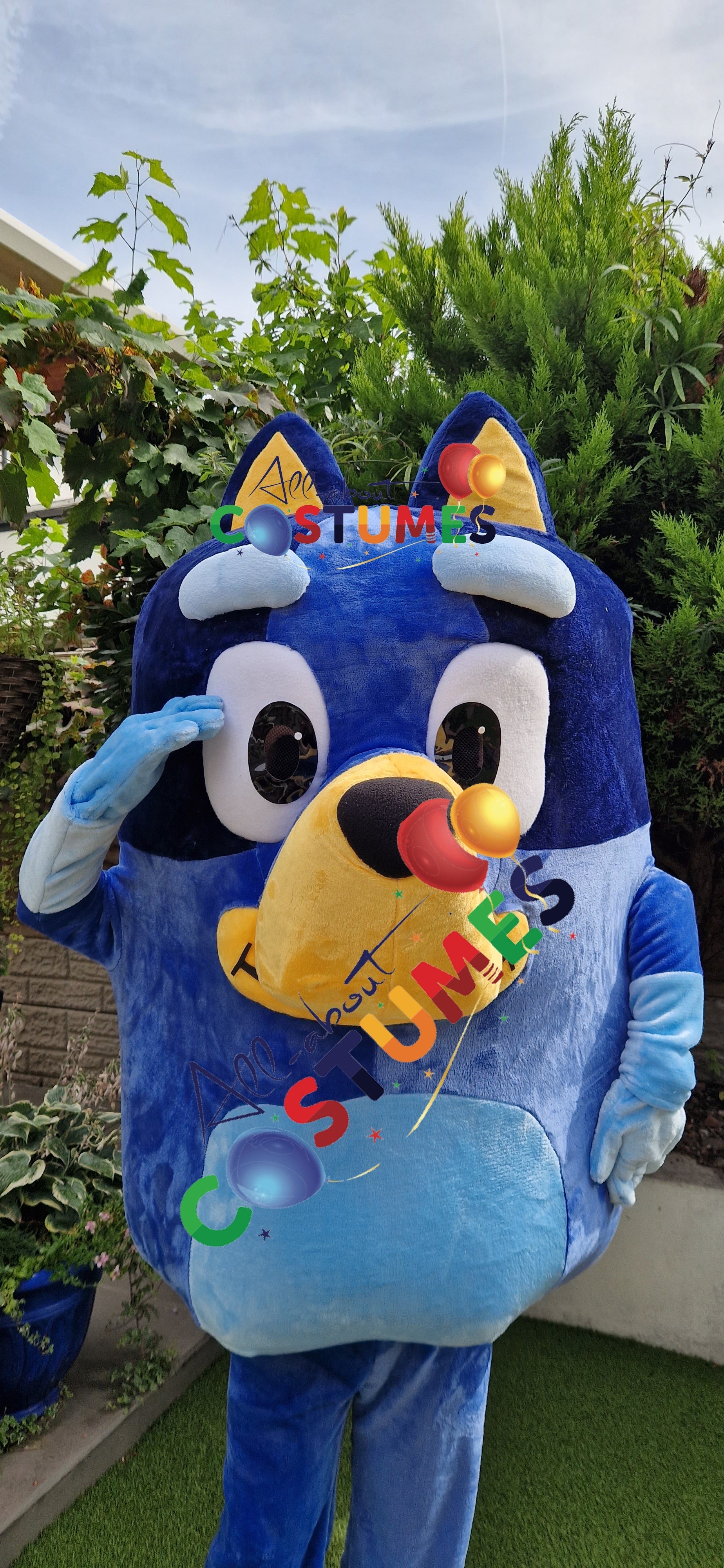 Bluey C