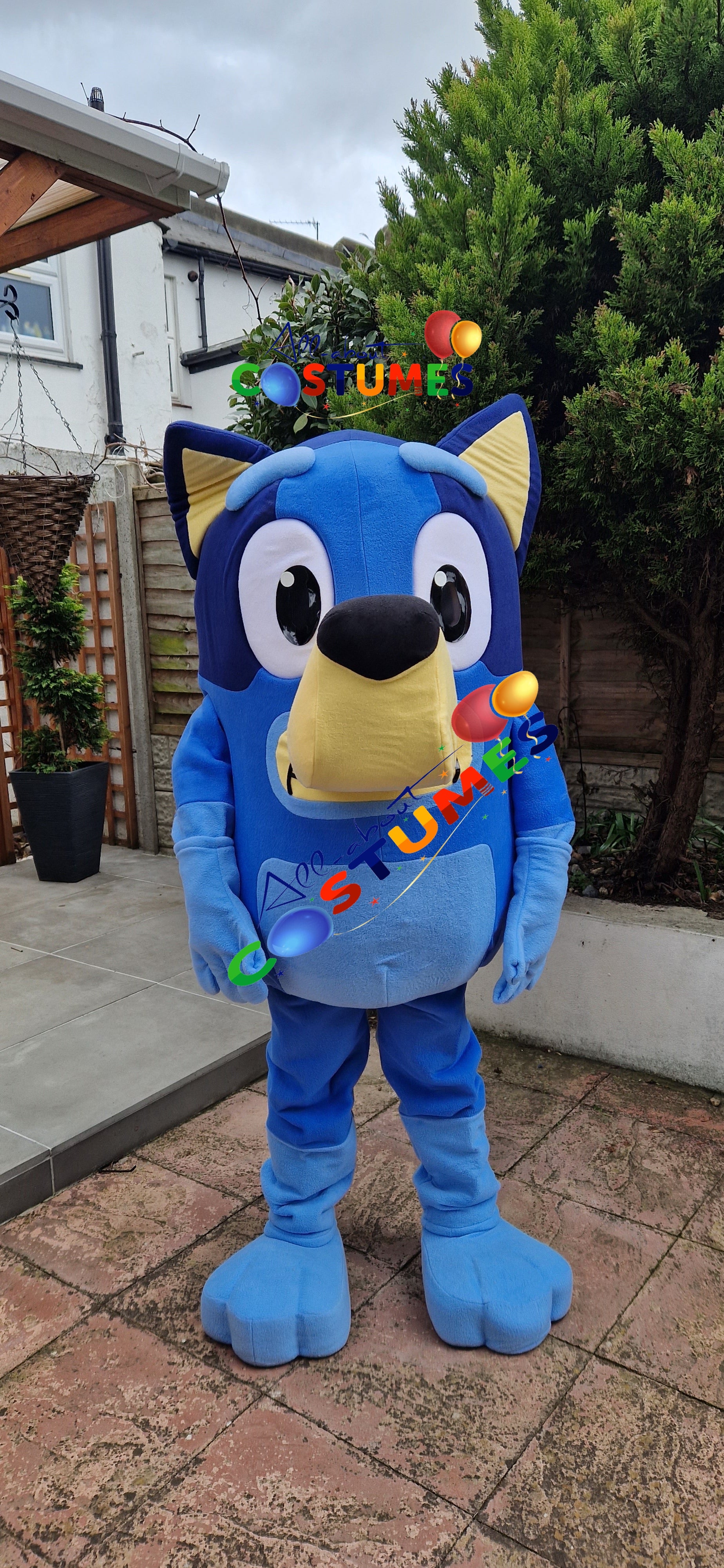 Bluey A