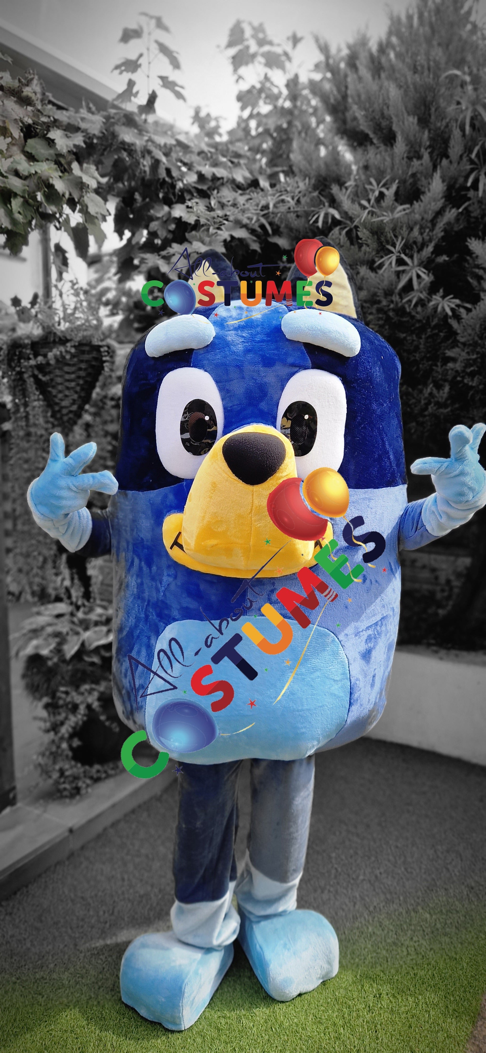 Bluey C